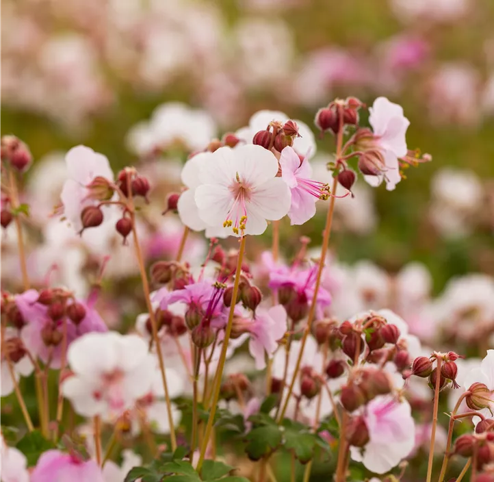 Storchschnabel 'Spessart'