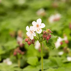 Geranium macorrhizum Spessart