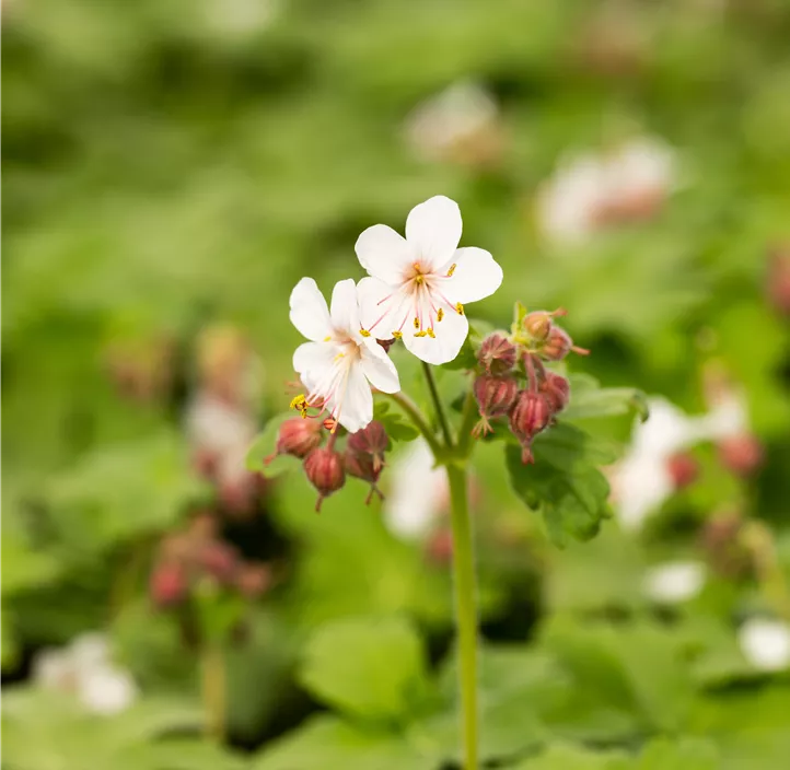 Storchschnabel 'Spessart'