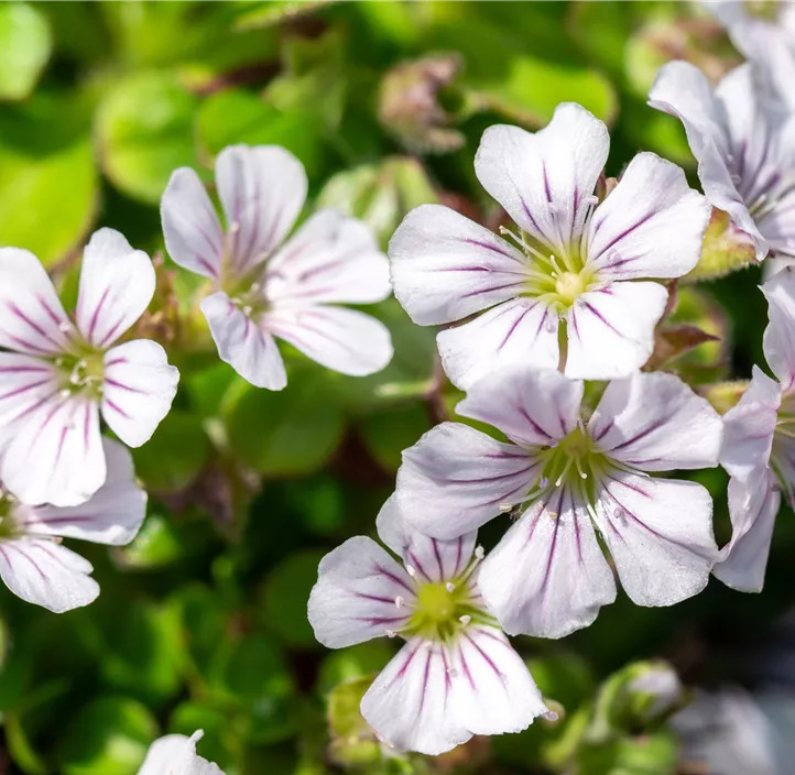 Himalaya-Schleierkraut