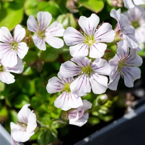 Gypsophila cerastioides White