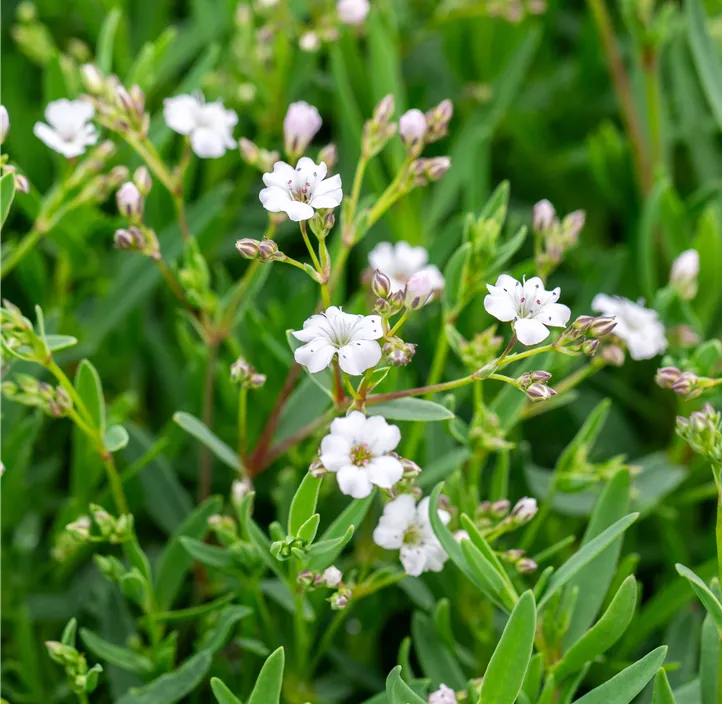 Kriechendes Schleierkraur 'Filou White'