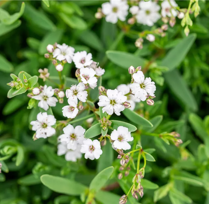 Kriechendes Schleierkraur 'Filou White'