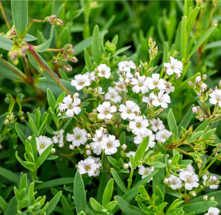Kriechendes Schleierkraur 'Filou White'