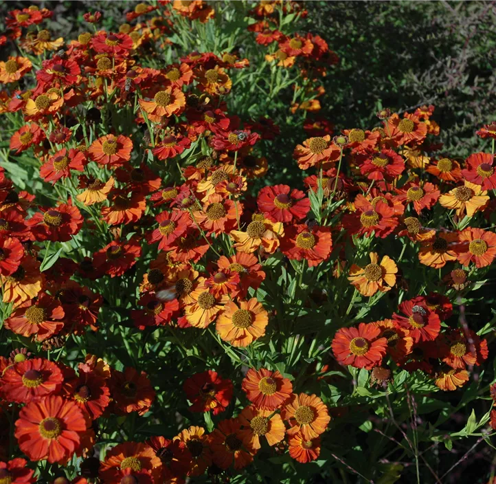 Sonnenbraut 'Moerheim Beauty'