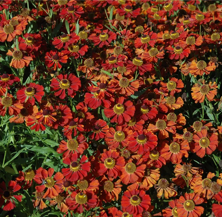 Sonnenbraut 'Moerheim Beauty'