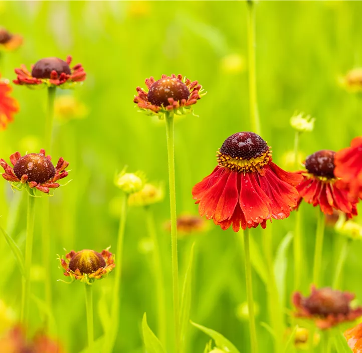 Sonnenbraut 'Moerheim Beauty'