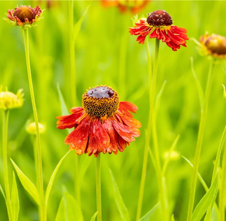 Sonnenbraut 'Moerheim Beauty'