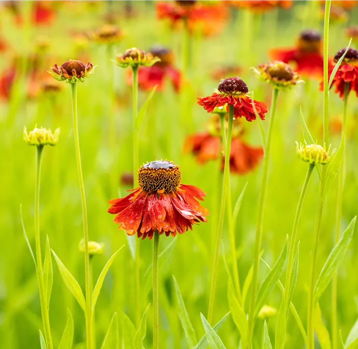 Sonnenbraut 'Moerheim Beauty'