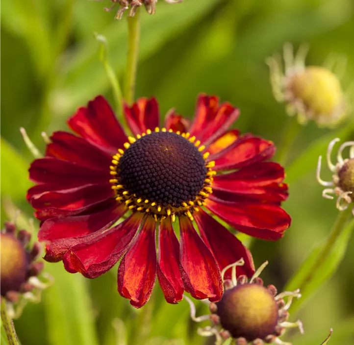 Sonnenbraut 'Rubinzwerg'