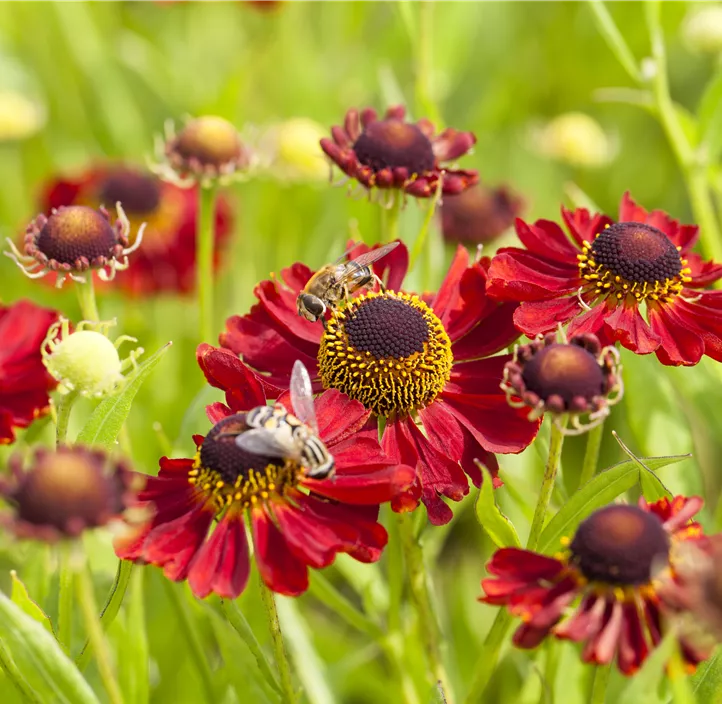 Sonnenbraut 'Rubinzwerg'