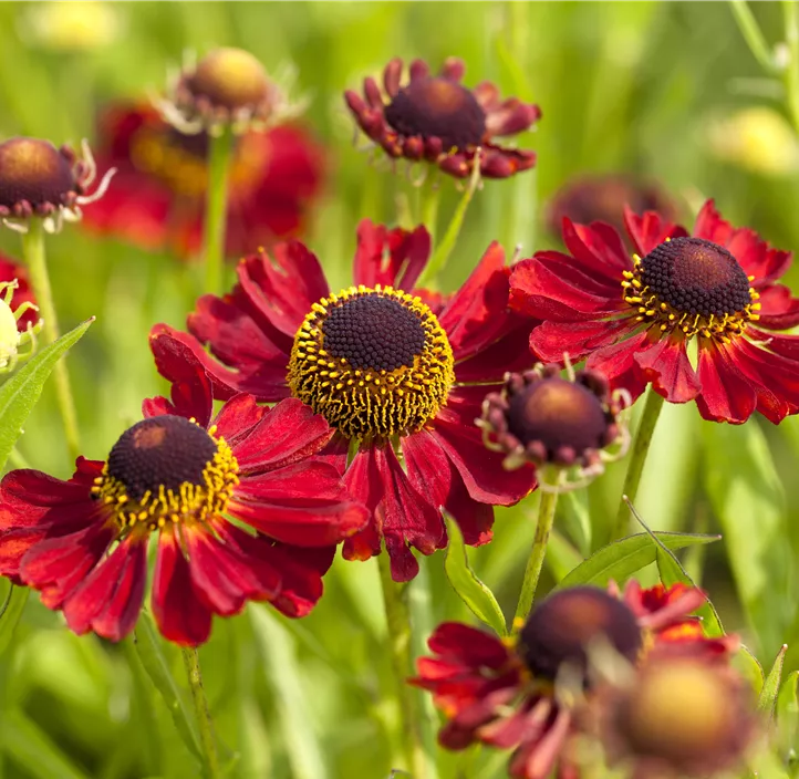 Sonnenbraut 'Rubinzwerg'