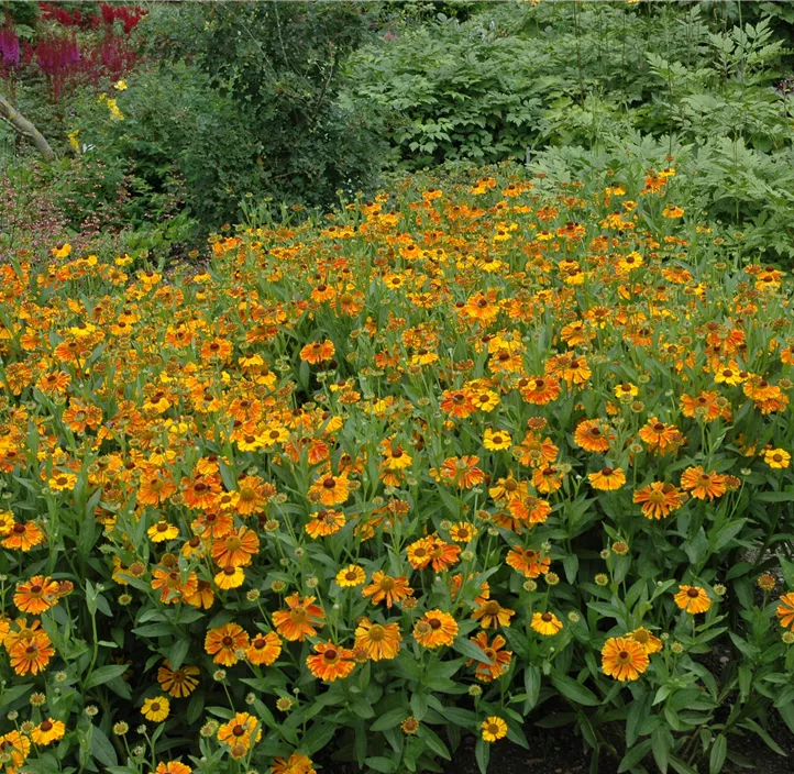 Sonnenbraut 'Waltraud'