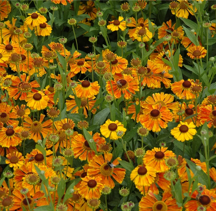 Sonnenbraut 'Waltraud'