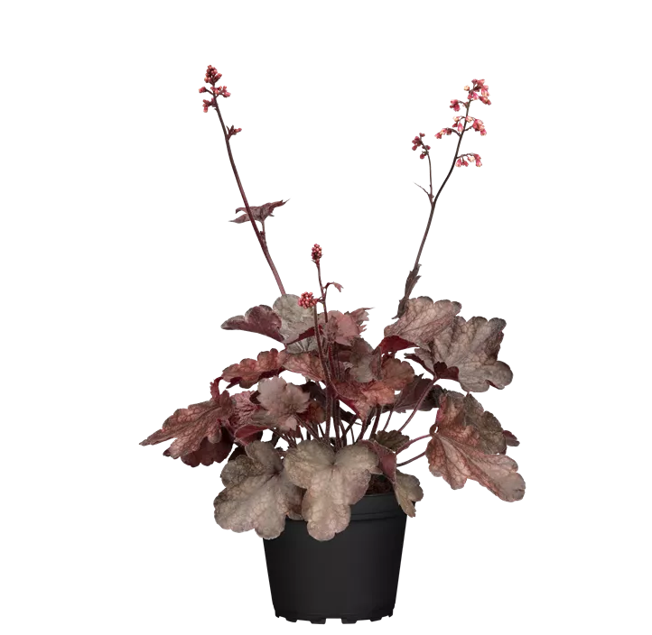 Garten-Silberglöckchen 'Melting Fire'