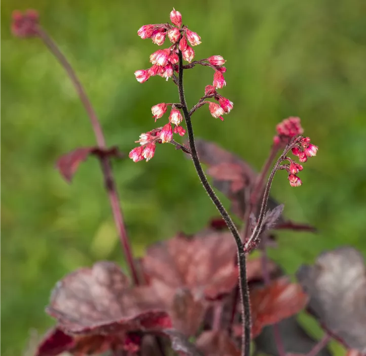 Garten-Silberglöckchen 'Melting Fire'