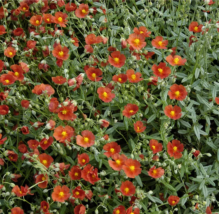 Garten-Sonnenröschen 'Bronzeteppich'