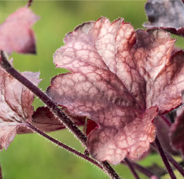 Garten-Silberglöckchen 'Melting Fire'