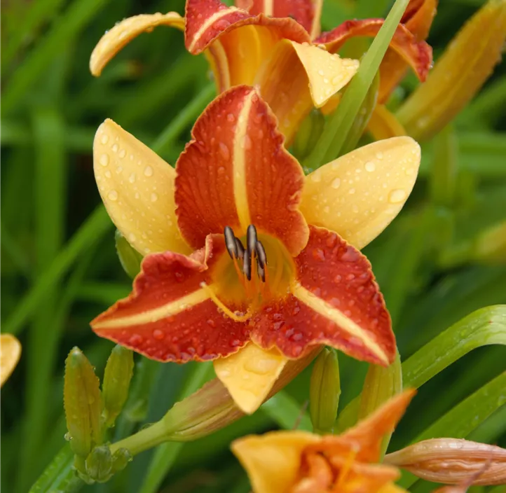 Garten-Taglilie 'Frans Hals'