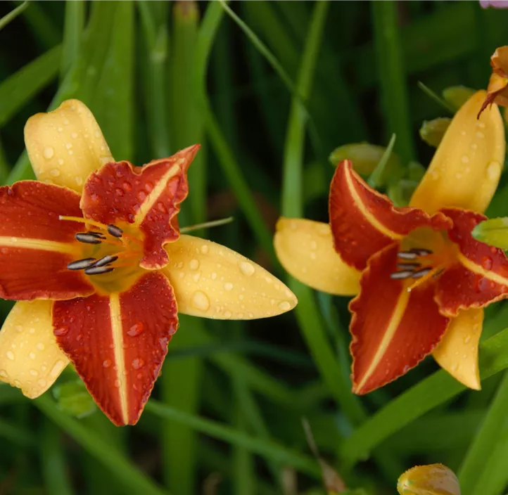 Garten-Taglilie 'Frans Hals'