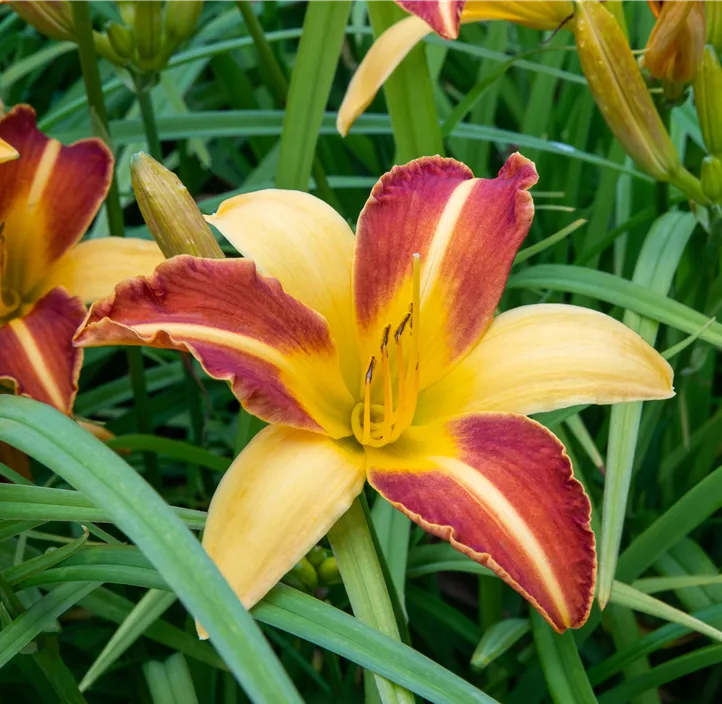 Garten-Taglilie 'Frans Hals'