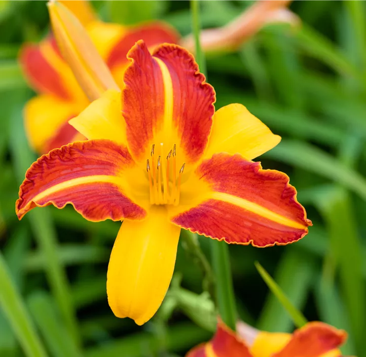 Garten-Taglilie 'Frans Hals'