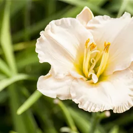 Hemerocallis hybriden Gentle Shepherd