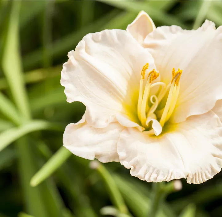 Garten-Taglilie 'Gentle Shepherd'