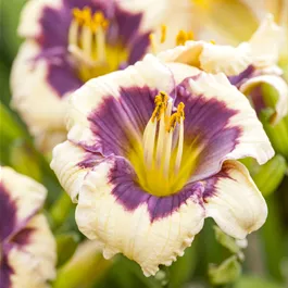 Hemerocallis hybriden Moonlit Masquerade
