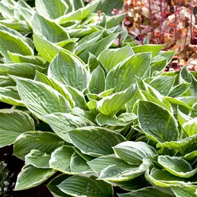 Hosta fortunei Patriot