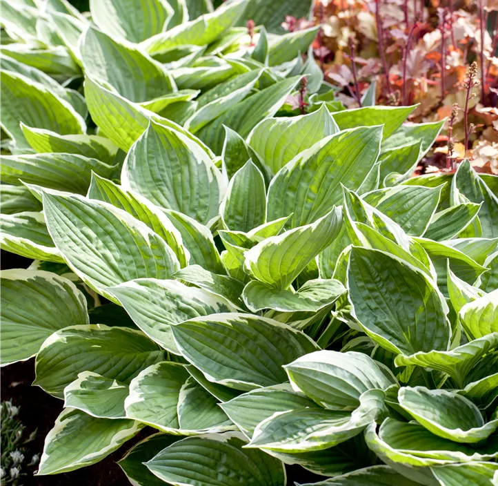Graublättrige Goldrand-Garten-Funkie 'Patriot'