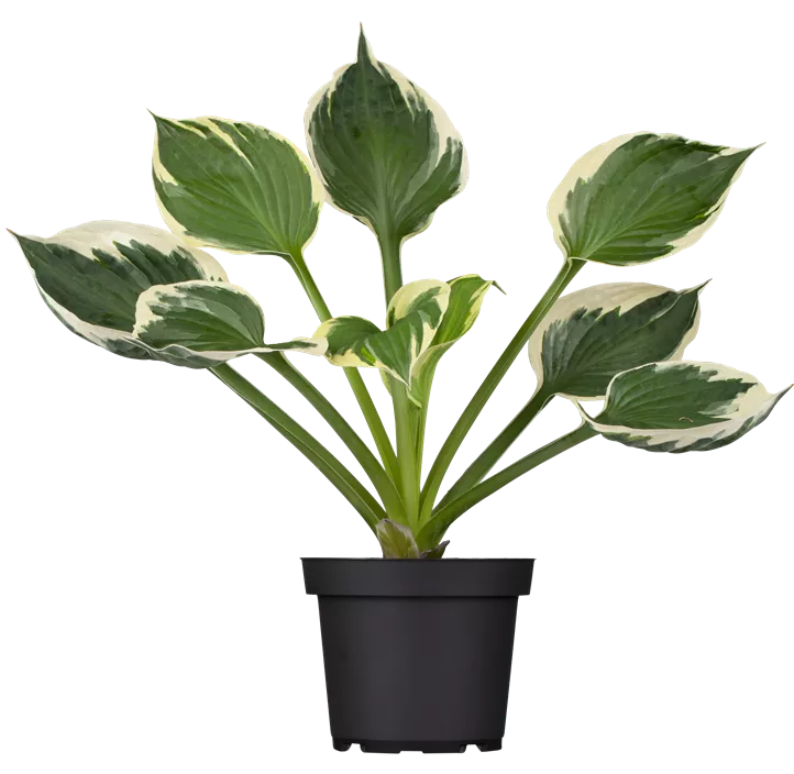 Graublättrige Goldrand-Garten-Funkie 'Patriot'