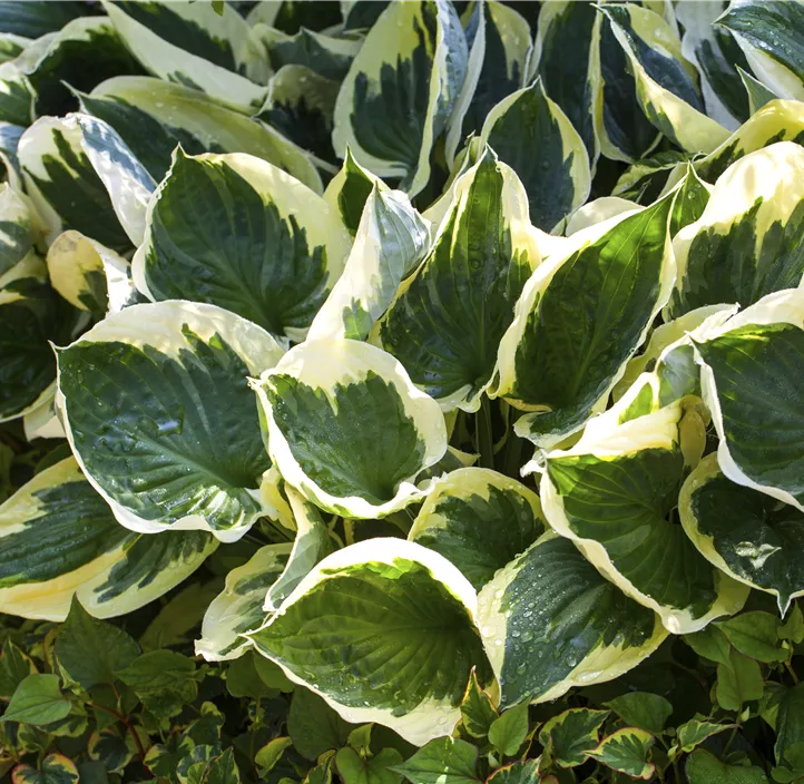 Graublättrige Goldrand-Garten-Funkie 'Patriot'