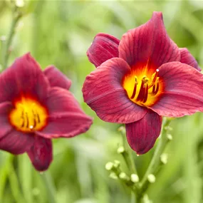 Hemerocallis hybriden Ruby Stella