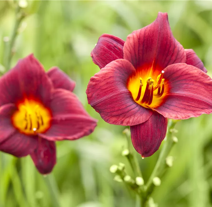 Garten-Taglilie 'Ruby Stella'