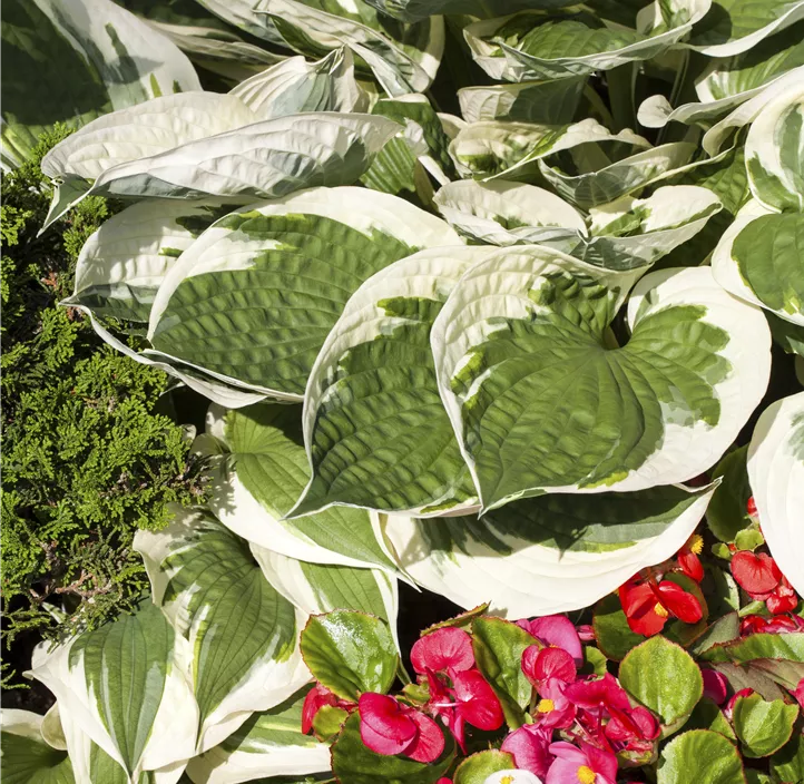 Graublättrige Goldrand-Garten-Funkie 'Patriot'