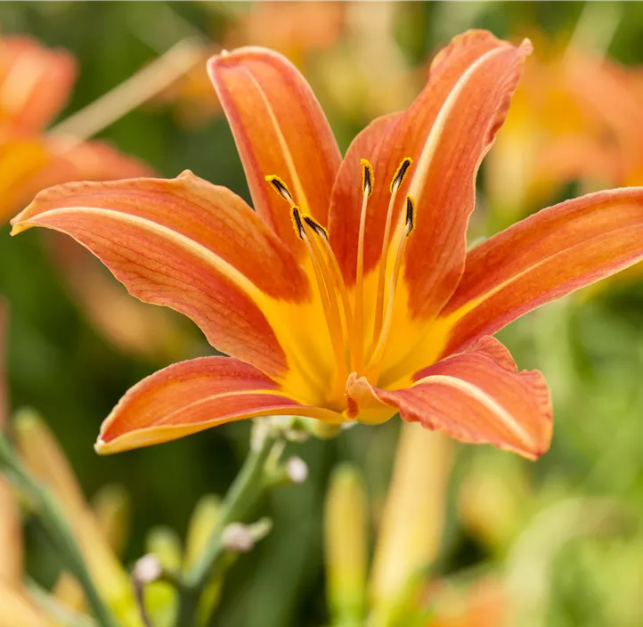 Garten-Taglilie 'Sammy Russel'