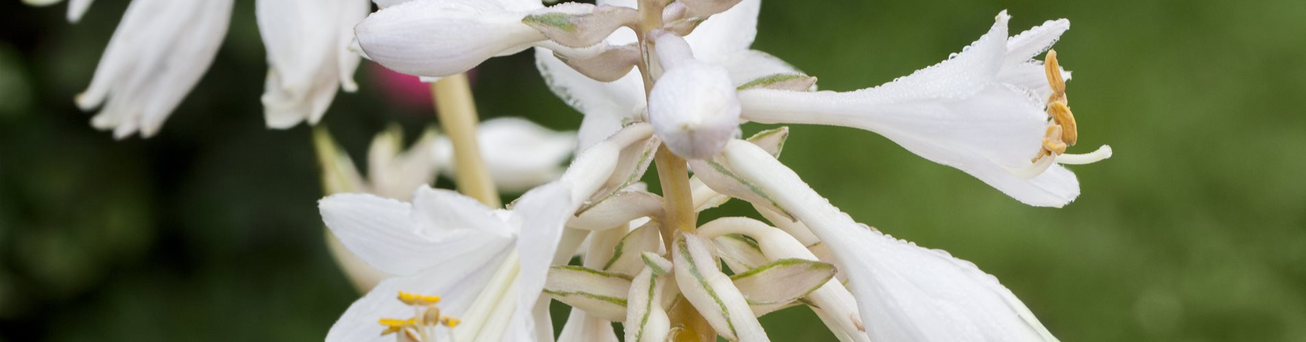 Hosta sieboldiana 'Great Expectations' Hosta sieboldiana 'Great Expectations'