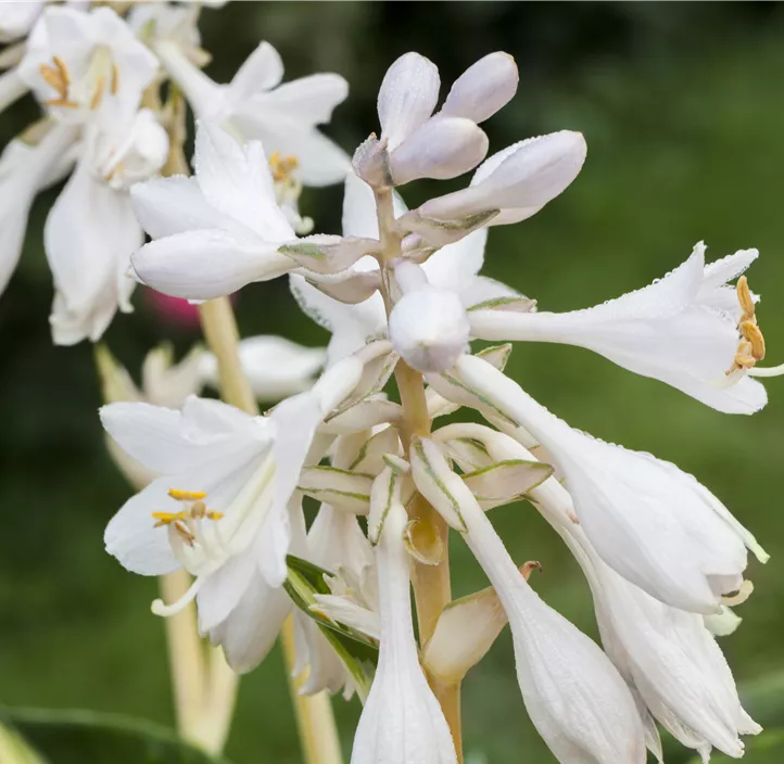 Blaugraue Funkie 'Great Expectations'