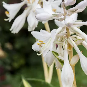 Hosta hybrid 'Great Expectations'