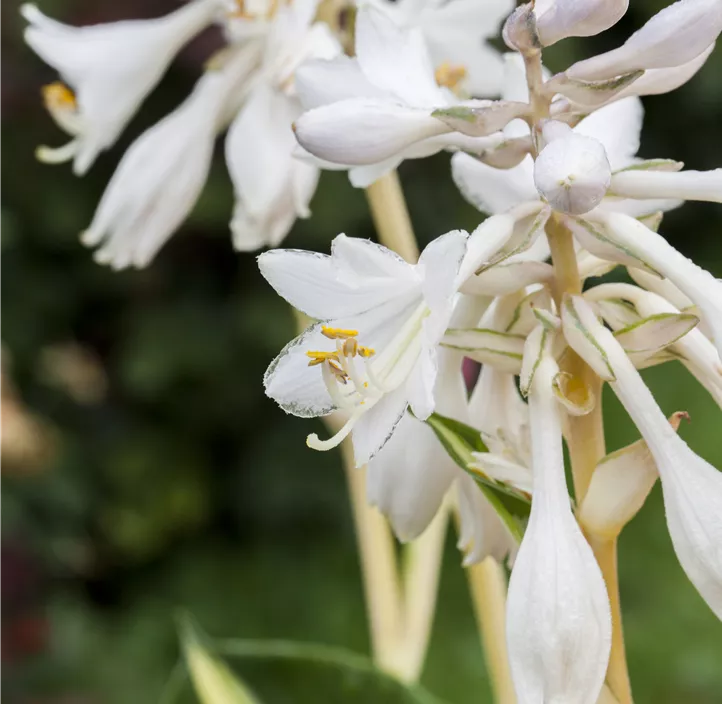 Blaugraue Funkie 'Great Expectations'