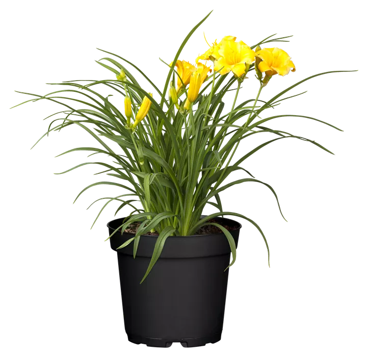 Garten-Taglilie 'Stella de Oro'