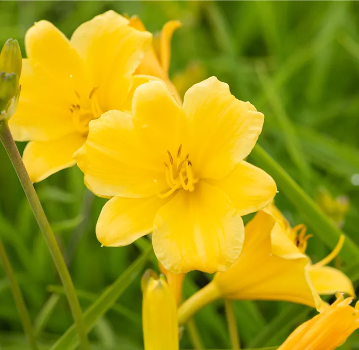 Garten-Taglilie 'Stella de Oro'