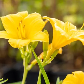 Hemerocallis hybriden Stella d Óro