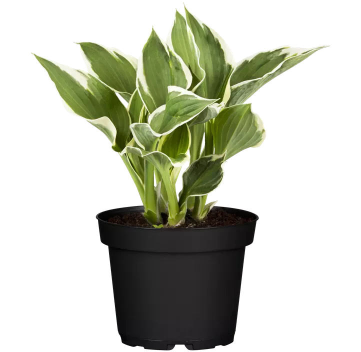 Garten-Funkie 'Minuteman'