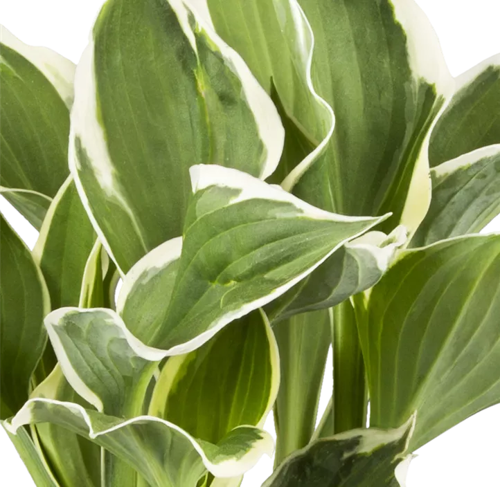 Garten-Funkie 'Minuteman'