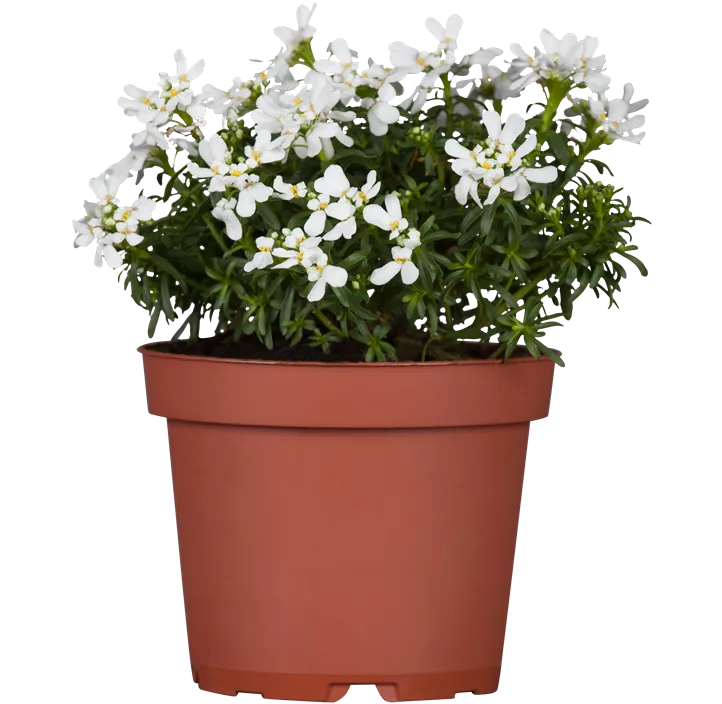 Immergrüne Schleifenblume 'Appen-Etz'