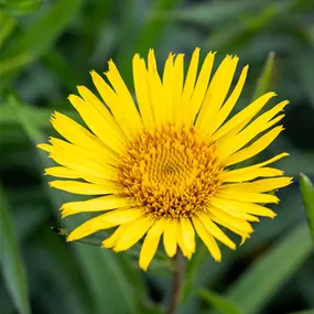 Inula ensifolia Yellow