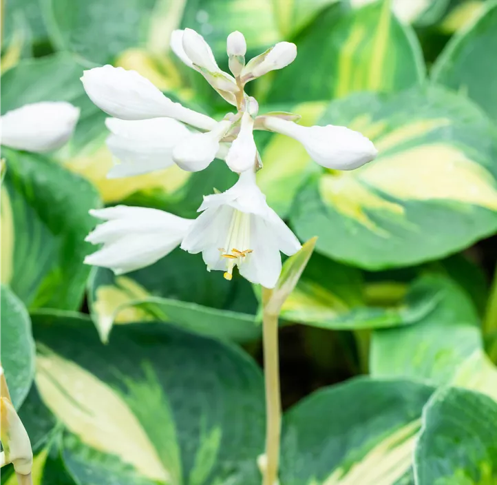 Große Funkie 'Dream Queen'