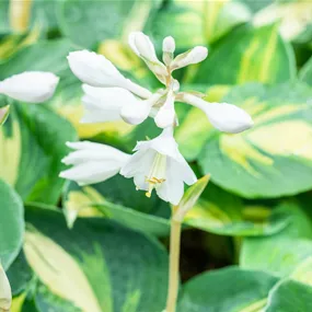 Hosta hybriden Dream Queen